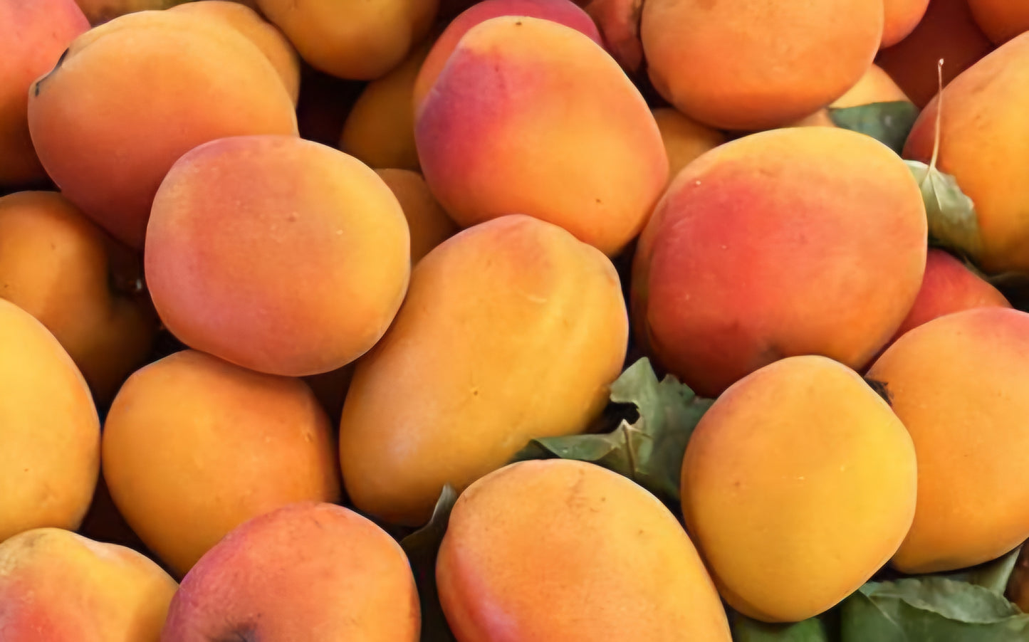 Confettura extra di albicocche